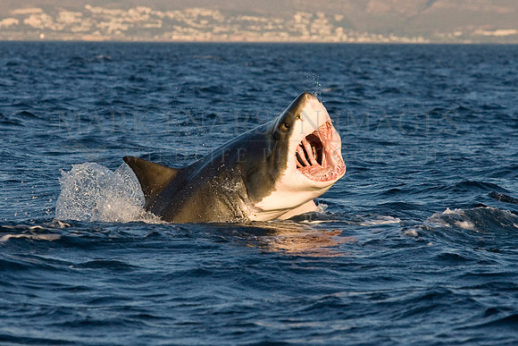White shark attacking a Cape fur seal