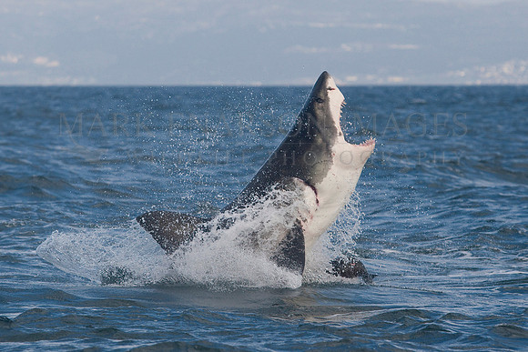 White shark attacking a Cape fur seal