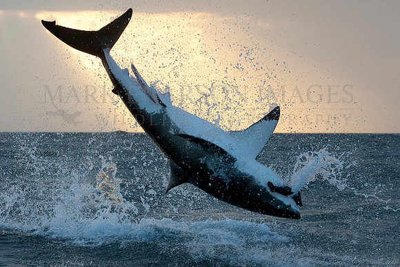 A white shark breaches at sunrise at Seal Island, South Africa