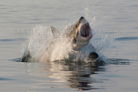 White shark attacks a Cape fur seal