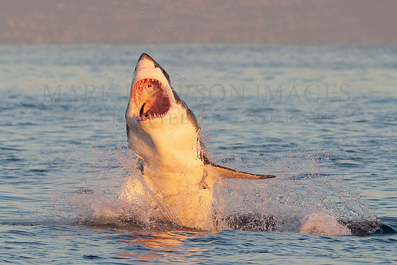 White shark breaching after a missed predation