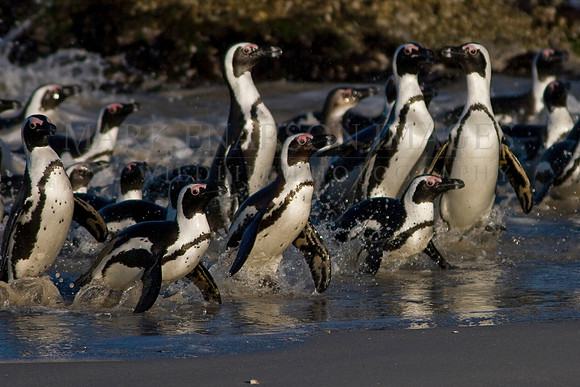 African penguins