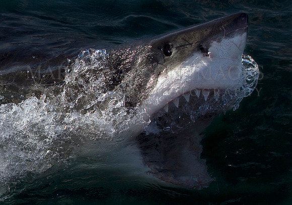 A white shark lunges at the surface at Seal Island, South Africa