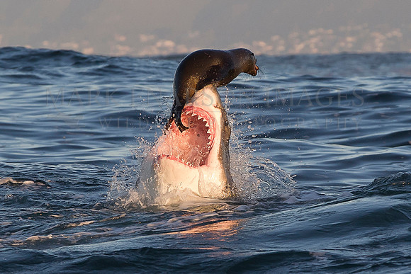 A Cape Fur Seal balances on the nose of an attacking white shark