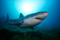 White shark hunting the reefs