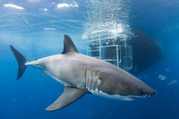 A white shark and cage divers