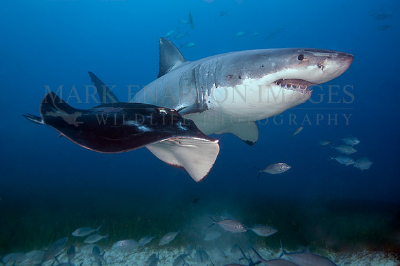 White shark with a smooth ray