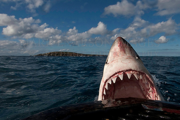 White shark with jaws gaping