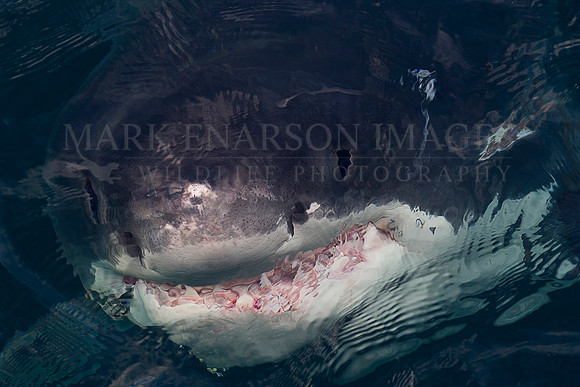 White shark looks up at the camera