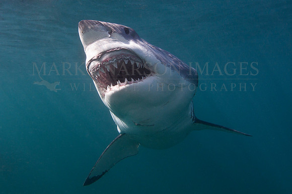 White shark off Stewart Island, New Zealand