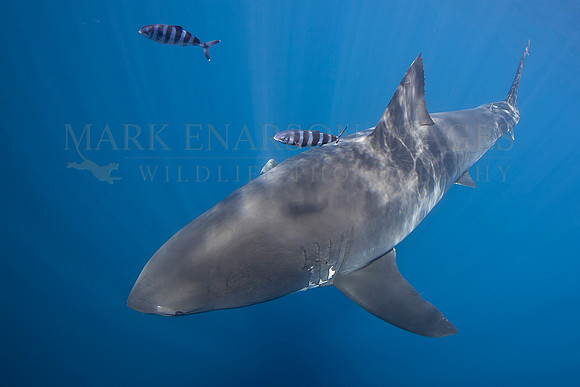 A white shark with pilot fish at Isla Guadalupe, Mexico