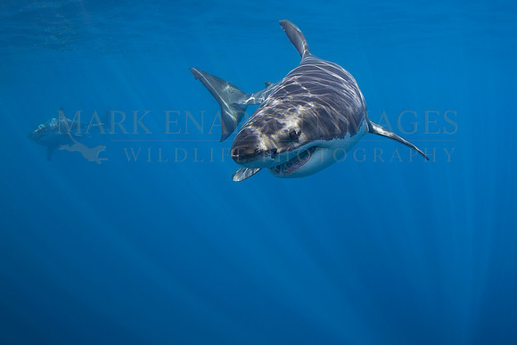 A white shark at Isla Guadalupe, Mexico