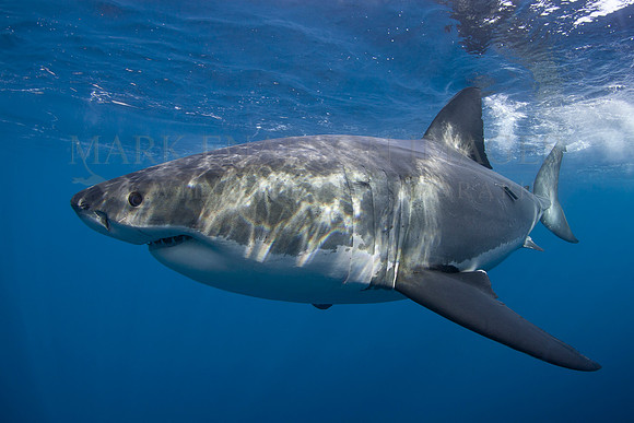 A white shark at Isla Guadalupe, Mexico