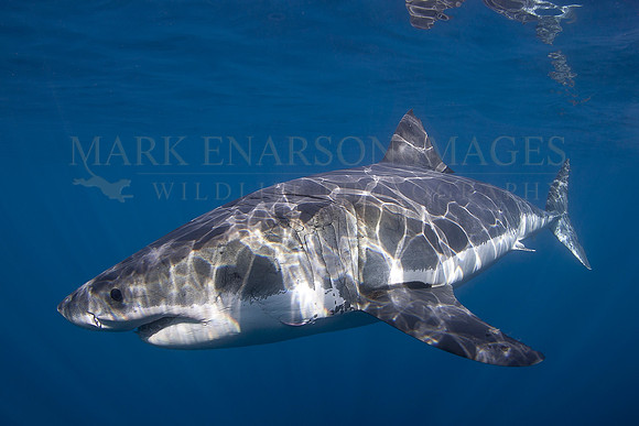 A white shark at Isla Guadalupe, Mexico