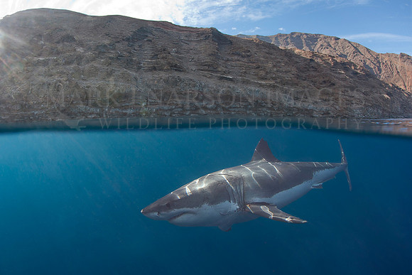 A white shark at Isla Guadalupe, Mexico