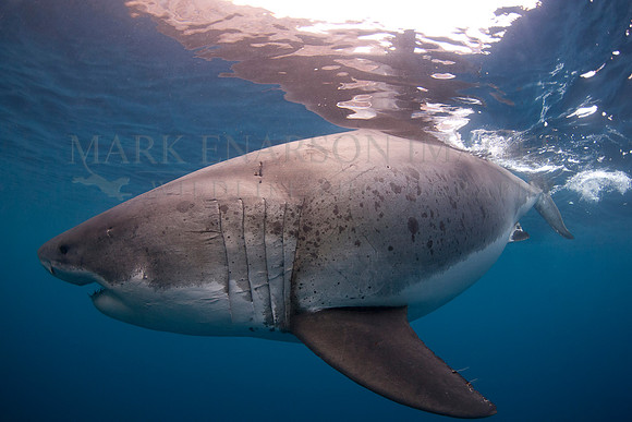 A white shark at Isla Guadalupe, Mexico