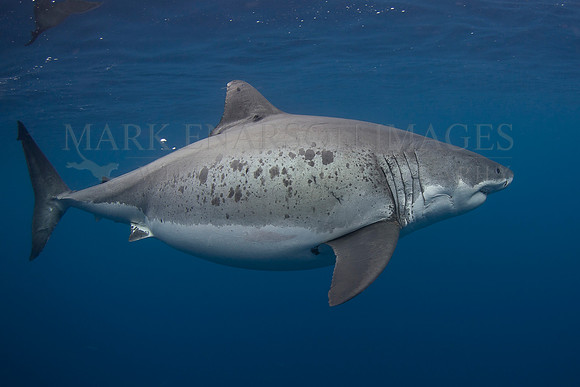 A white shark at Isla Guadalupe, Mexico