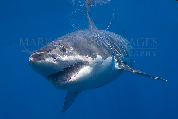 A white shark at Isla Guadalupe, Mexico