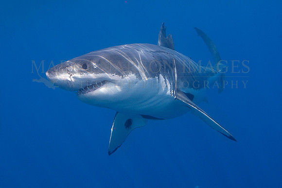 A white shark at Isla Guadalupe, Mexico