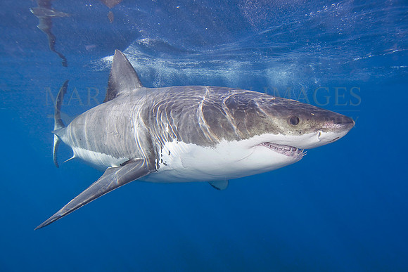 A white shark at Isla Guadalupe, Mexico