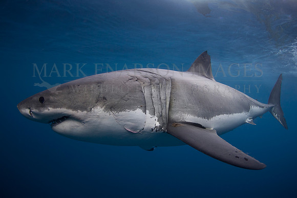 A white shark at Isla Guadalupe, Mexico