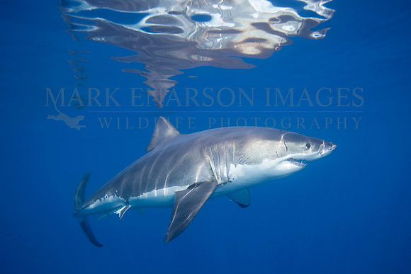A white shark at Isla Guadalupe, Mexico