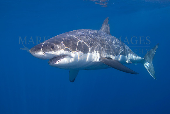 A white shark at Isla Guadalupe, Mexico