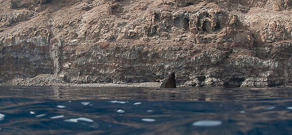 White shark dorsal fin at Isla Guadalupe, Mexico