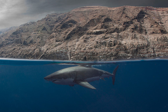A white shark at Isla Guadalupe, Mexico
