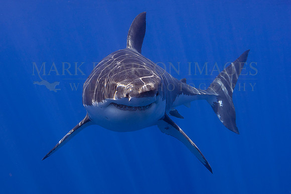 A white shark at Isla Guadalupe, Mexico