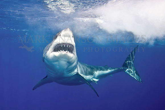 A white shark at Isla Guadalupe, Mexico