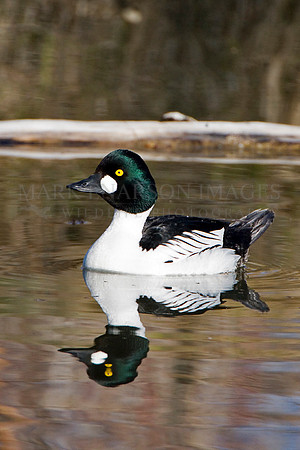 A common goldeneye duck on an Alberta pond
