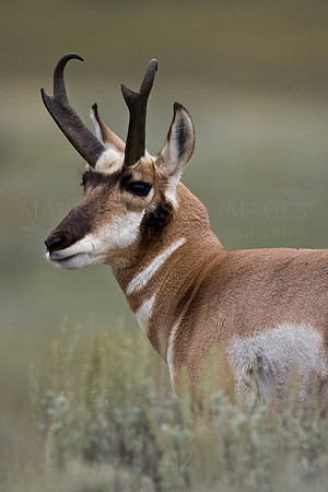Pronghorn in Yellowstone National Park
