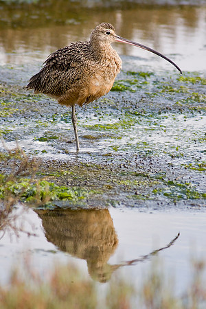 Long-billed curlew