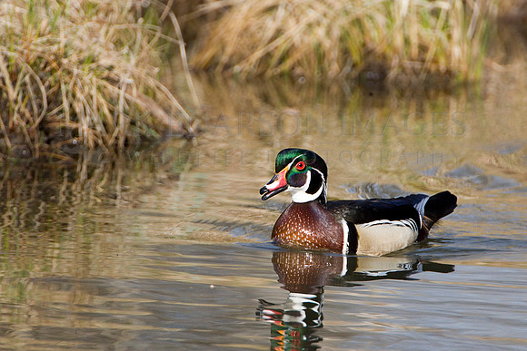 Wood duck