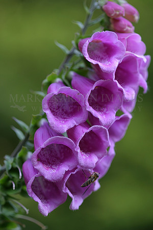 Foxglove