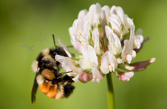 Bee on a flower