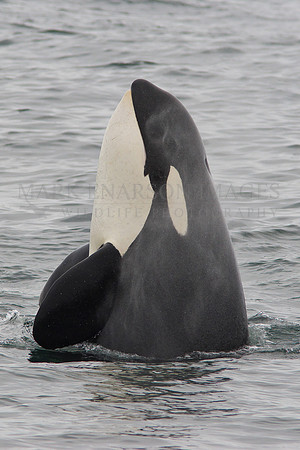 Orca spyhopping in Monterey Bay
