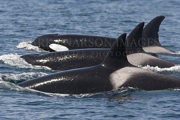 Orcas in formation after the kill