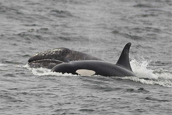 An orca separates the grey whale calf from its mother