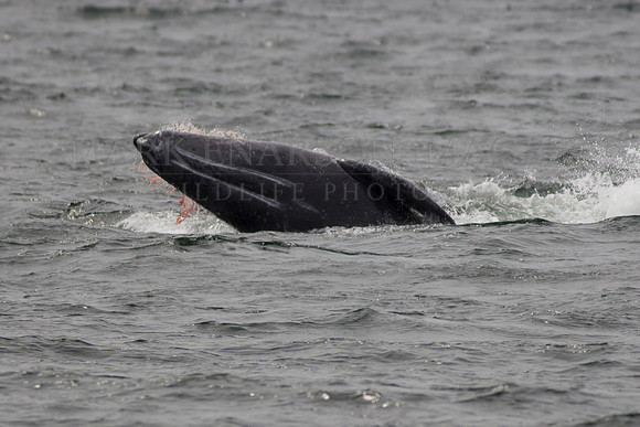 A wounded grey whale calf breaches
