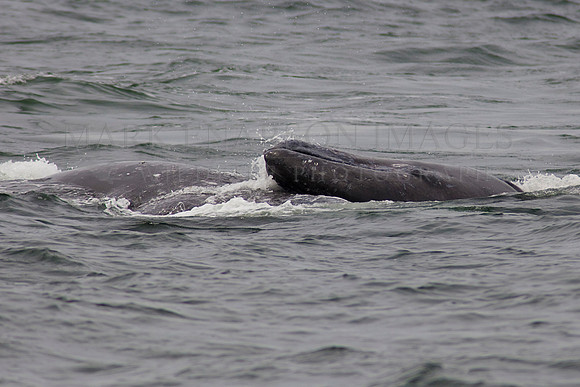 Grey whale calf seeks protection from the orcas atop its mother