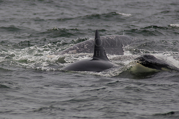 Orcas hunt a grey whale calf
