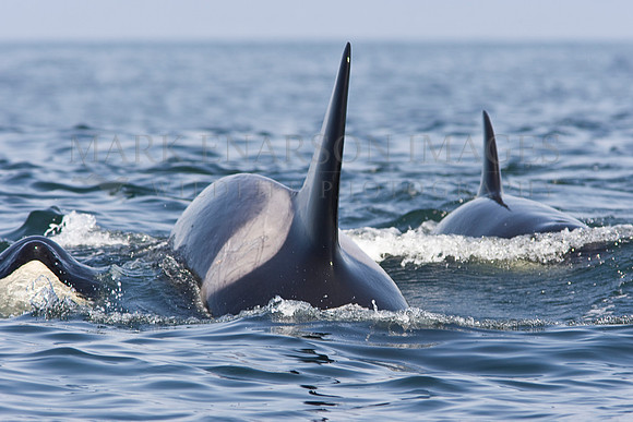 Orcas in formation after the kill