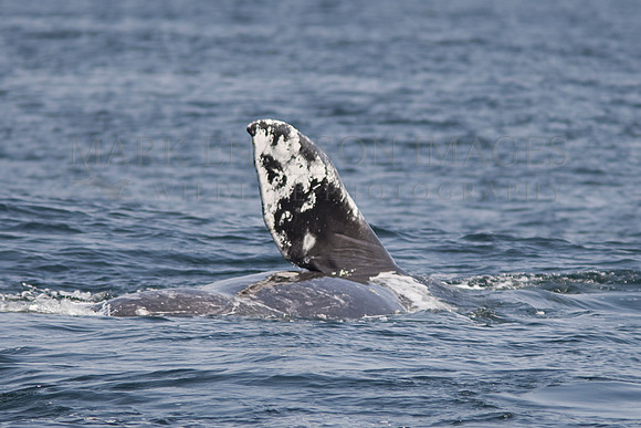 Dying grey whale calf savaged by orcas