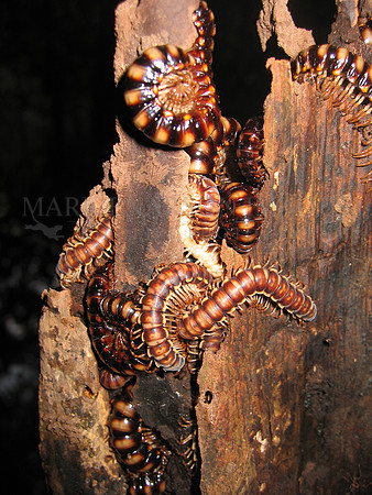 Centipedes in the flooded forest