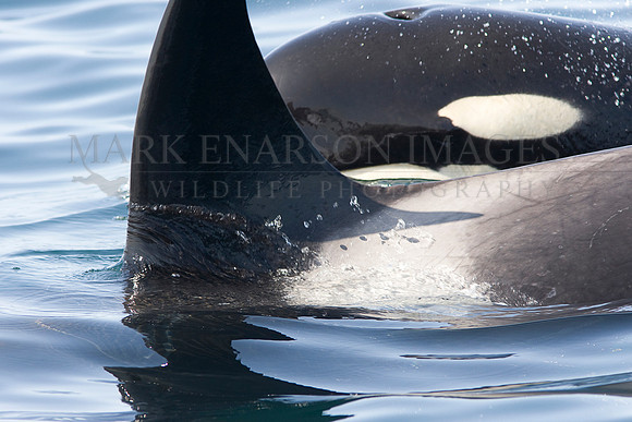 Orcas socializing after the kill