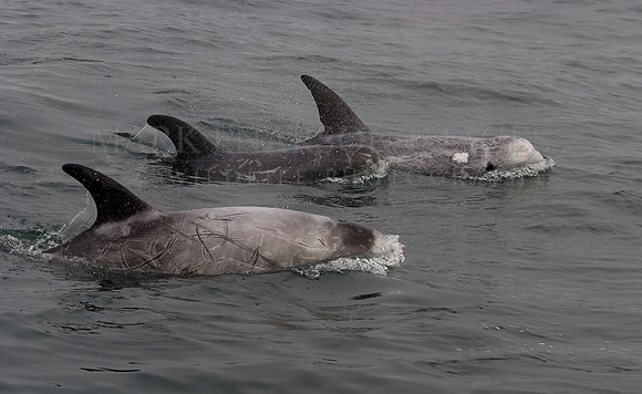 Risso's dolphins in Monterey Bay
