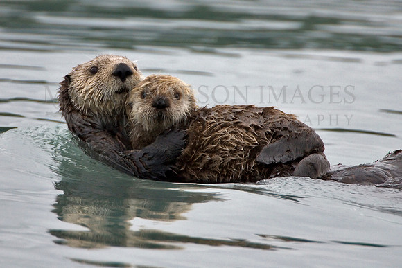 Sea otter and her pup