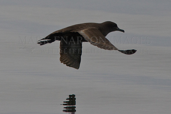 Sooty Shearwater in Monterey Bay